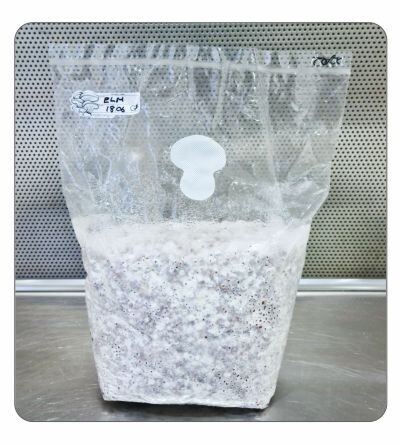Agrocybe aegerita (Swordbelt) Spawn 2kg