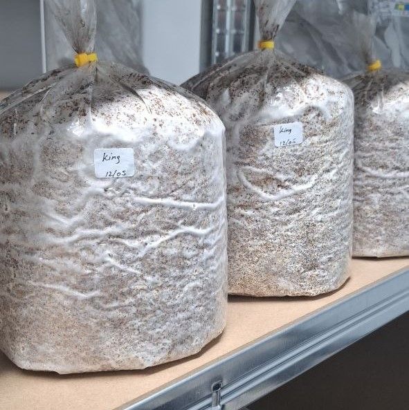 King Oyster Grow Bag 2kg