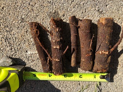 Paulownia Root Cuttings