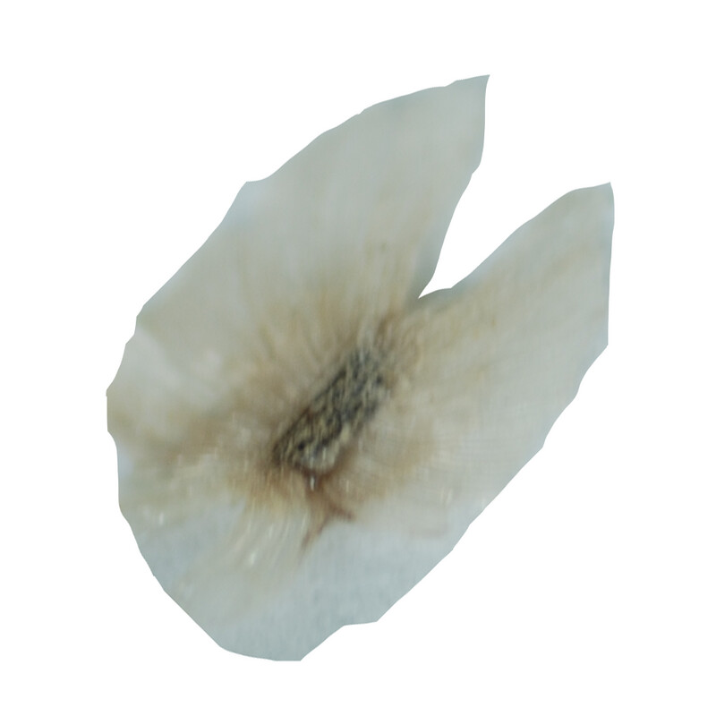 Paulownia Seed-Kawakamii 500 count by volume
