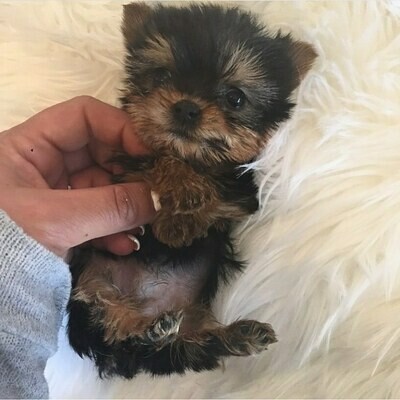 yorkie