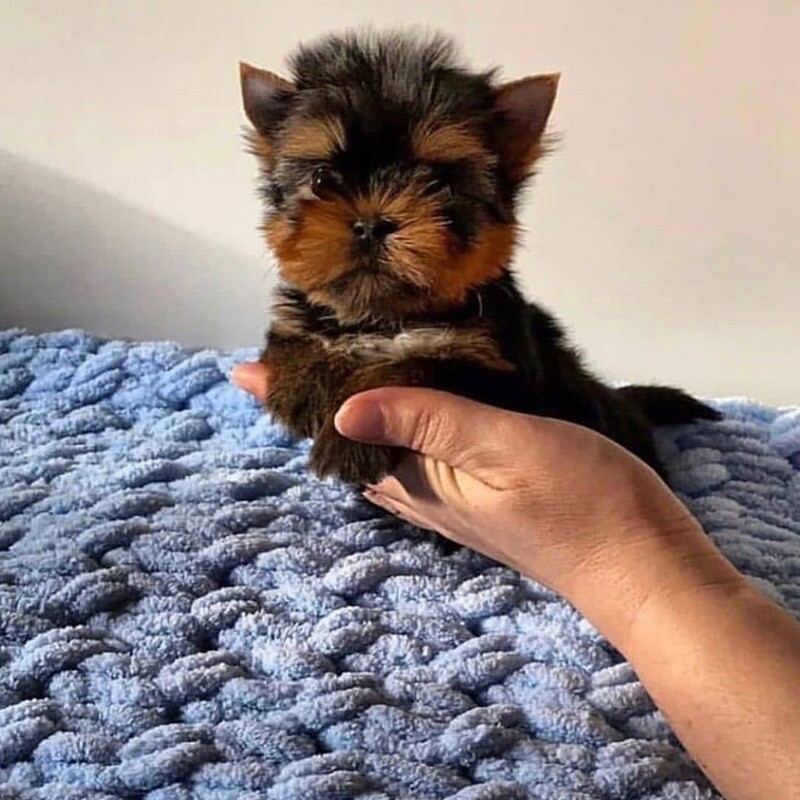 yorkie