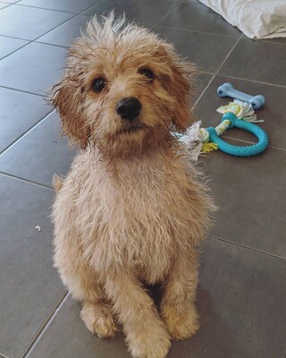 GOLDENDOODLE