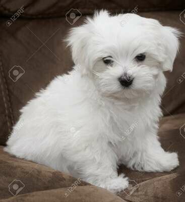 maltese