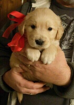 golden retriever
