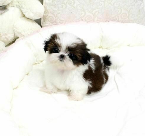 shitzu puppy