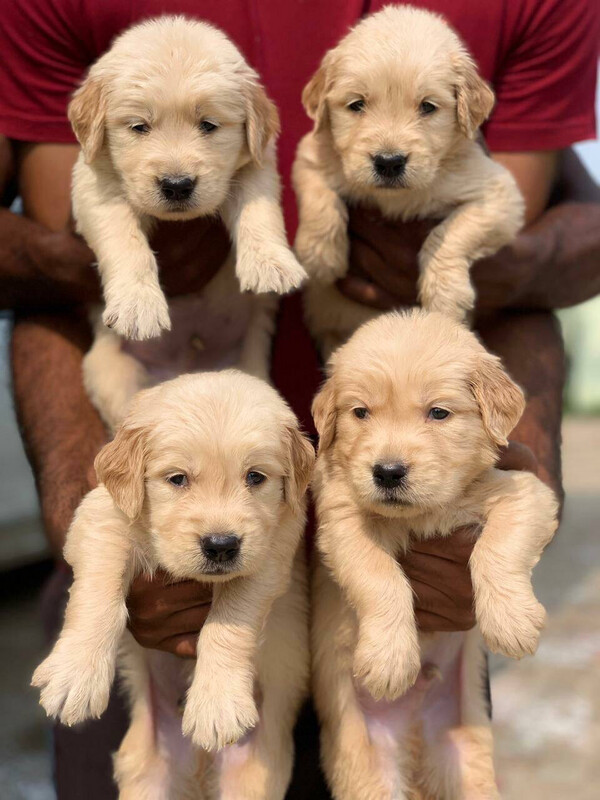 Labrador Puppy