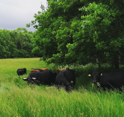 Pasture-fed Dexter Beef