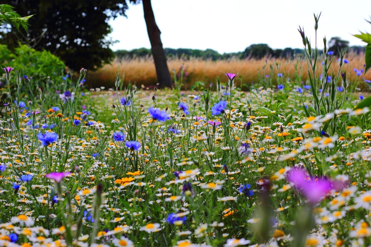 Boerenbloemen | Het platteland in huis