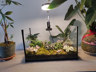 Terrarium