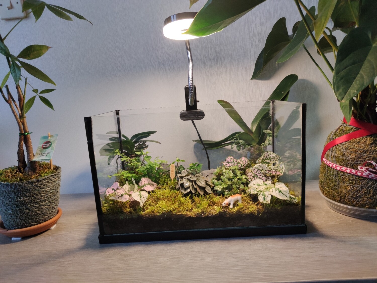 Terrarium