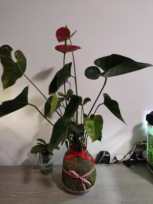 Kokedama anthurium