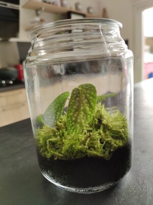 Terrarium bégonia