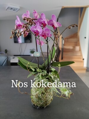 Nos Kokedama