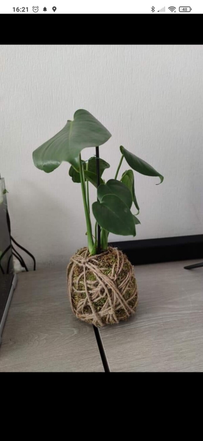 Kokedama monstera deliciosia