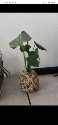 Kokedama monstera deliciosia