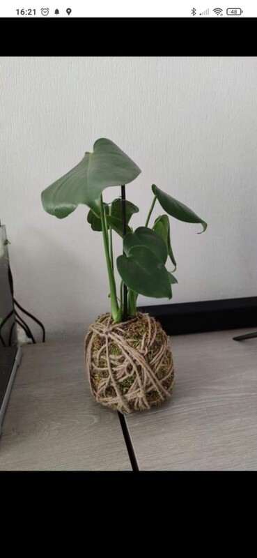 Kokedama monstera deliciosia