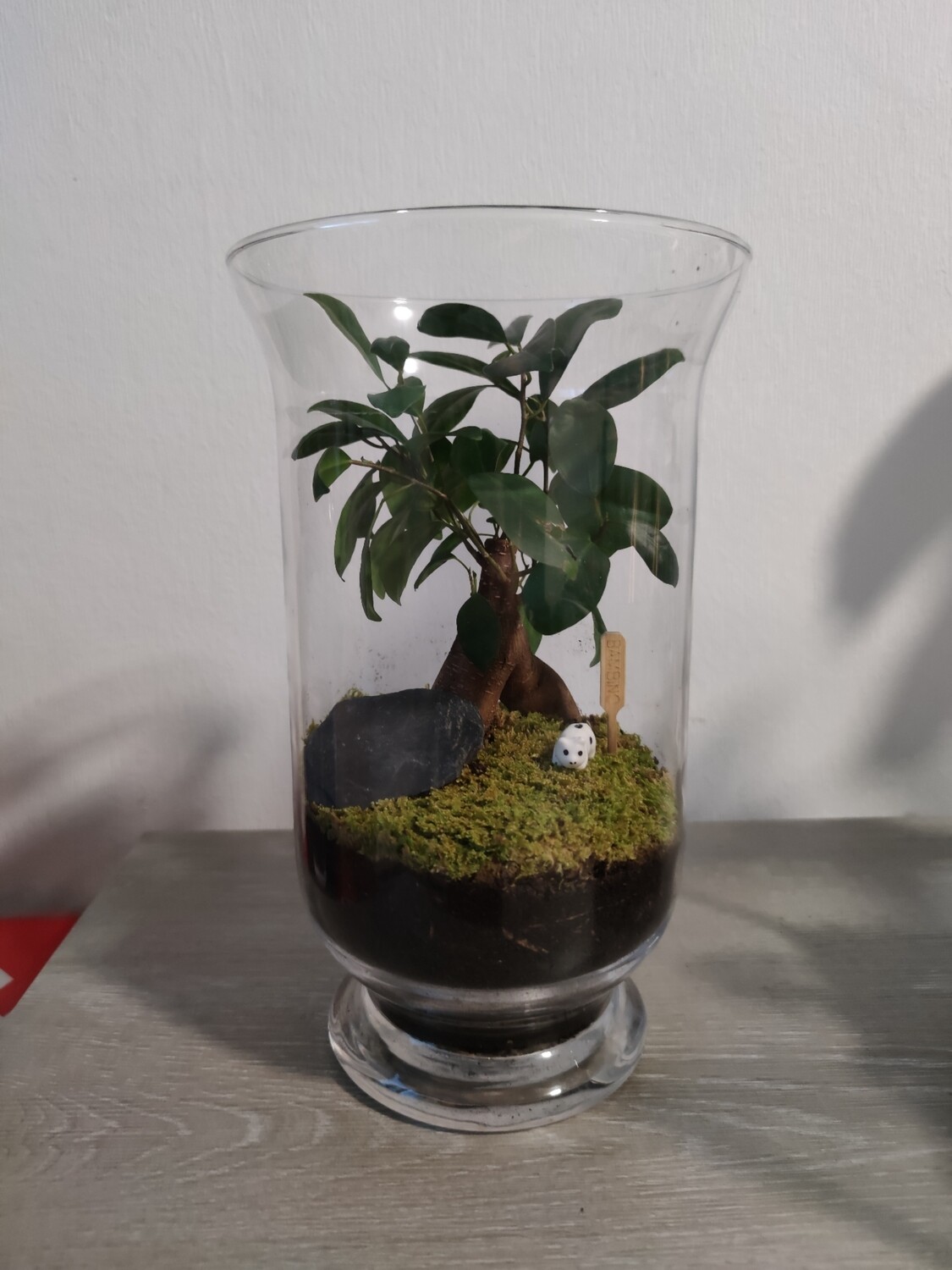 Terrarium ficus