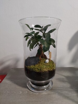 Terrarium ficus