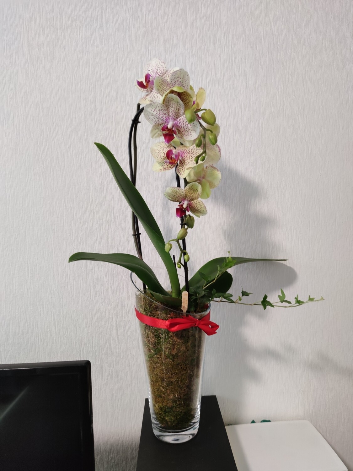 Vase + orchidées + lierre