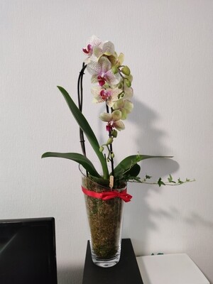 Vase + orchidées + lierre