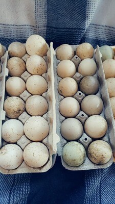 Half a Dozen Farm Fresh Duck Eggs