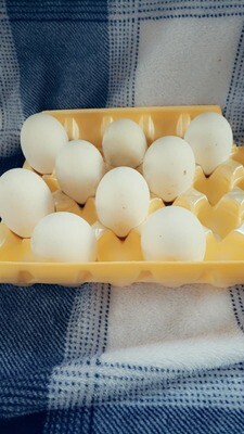 COMING SOON! Chicken Eggs