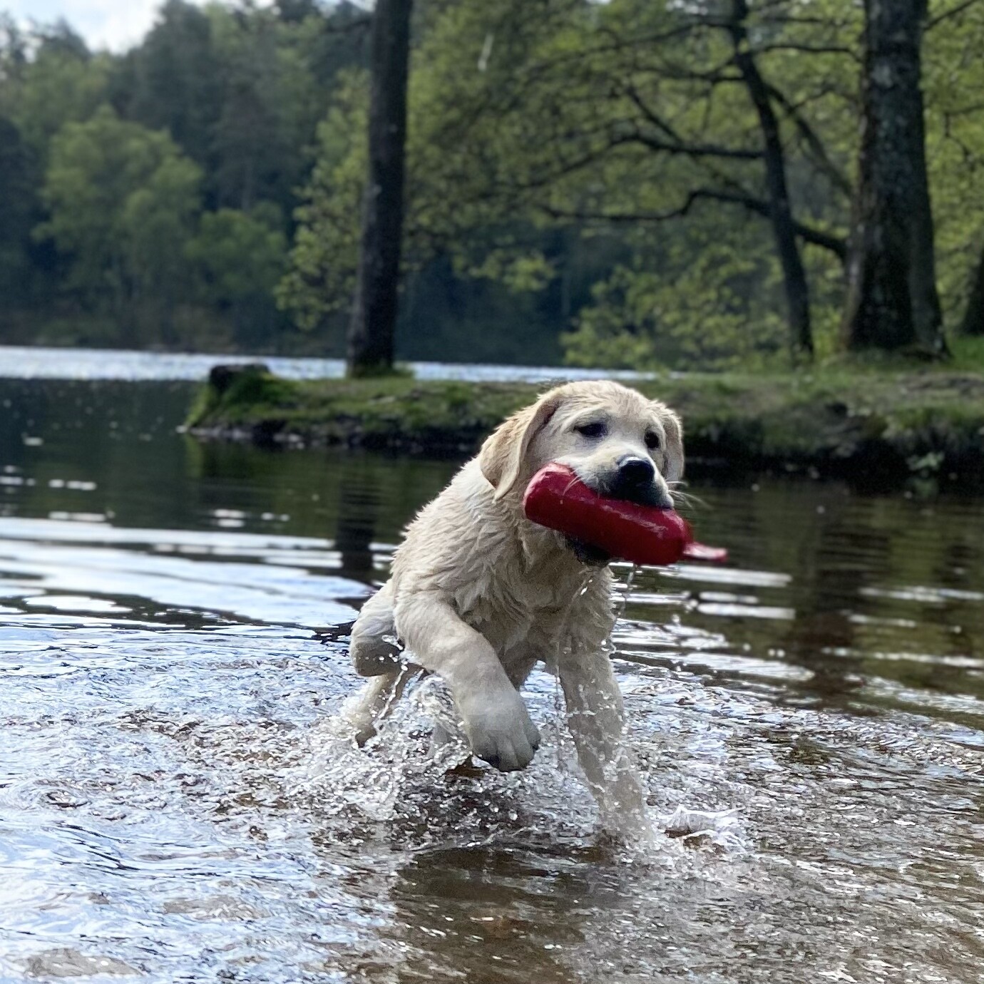 HUNDKURSER MarCi