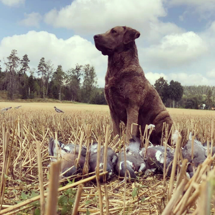 HUNDKURSER MarCi
