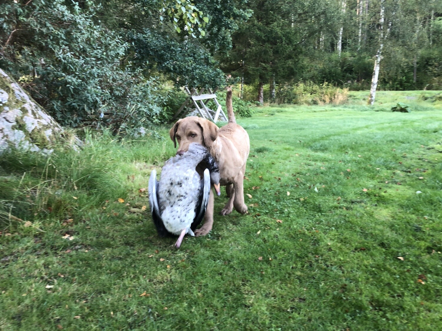HUNDKURSER MarCi