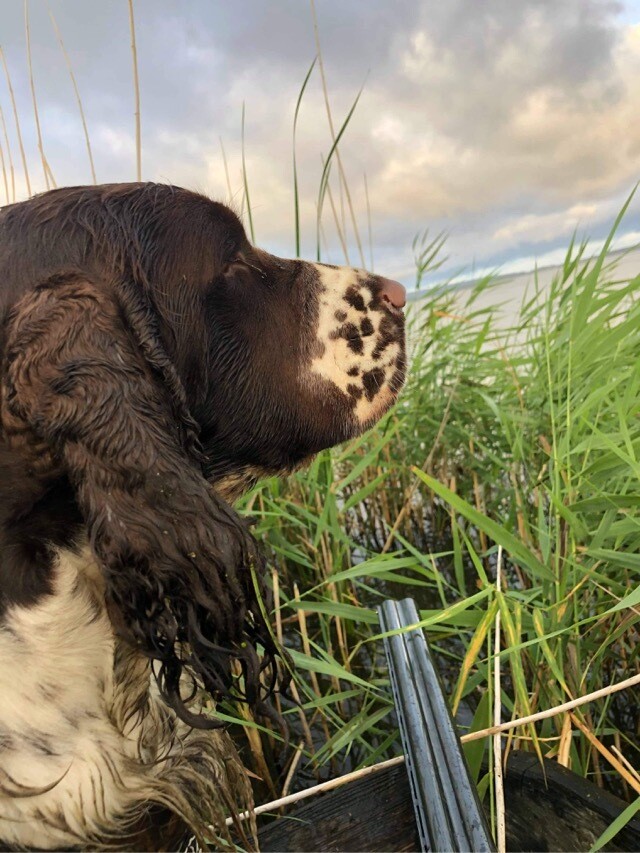 HUNDKURSER MarCi