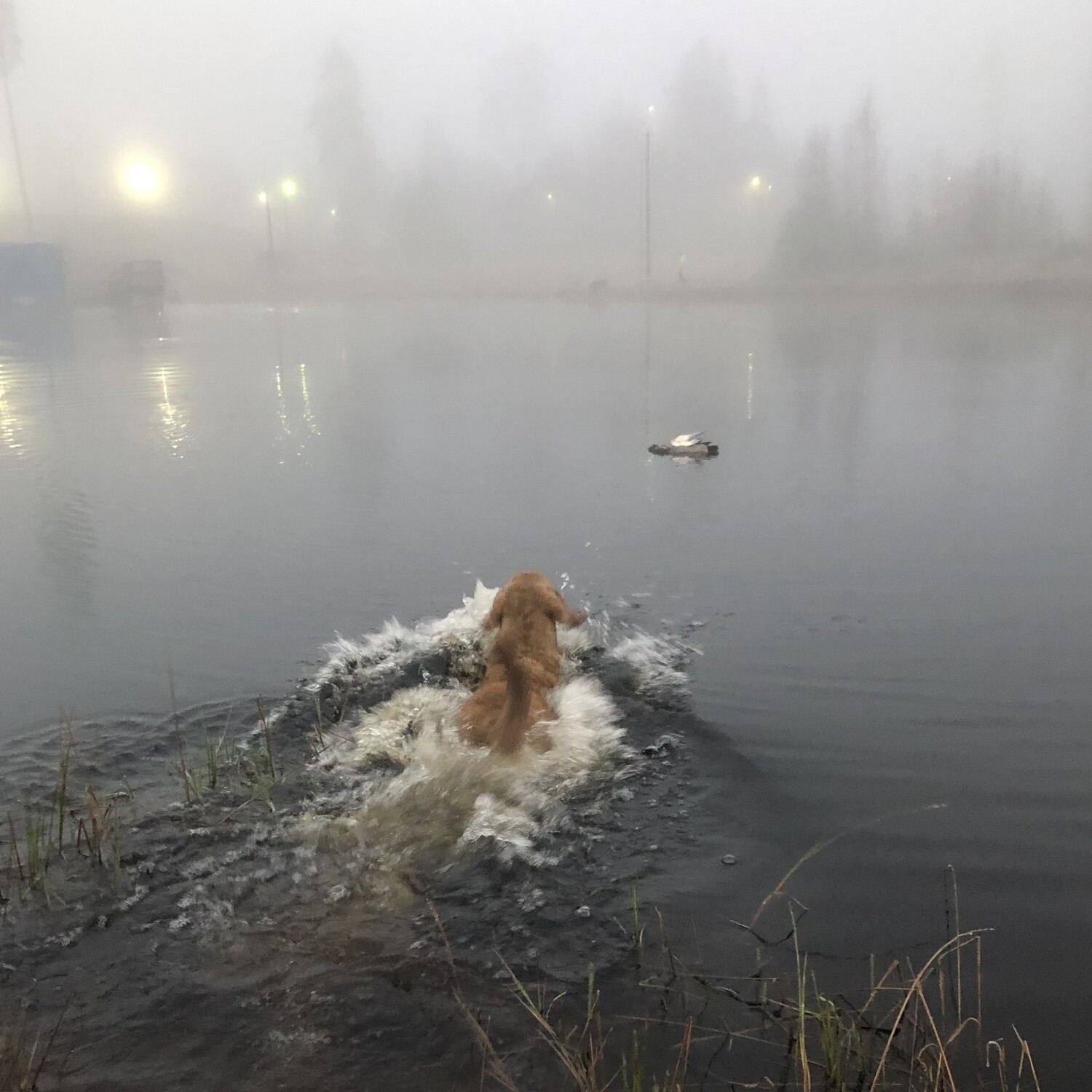 HUNDKURSER MarCi