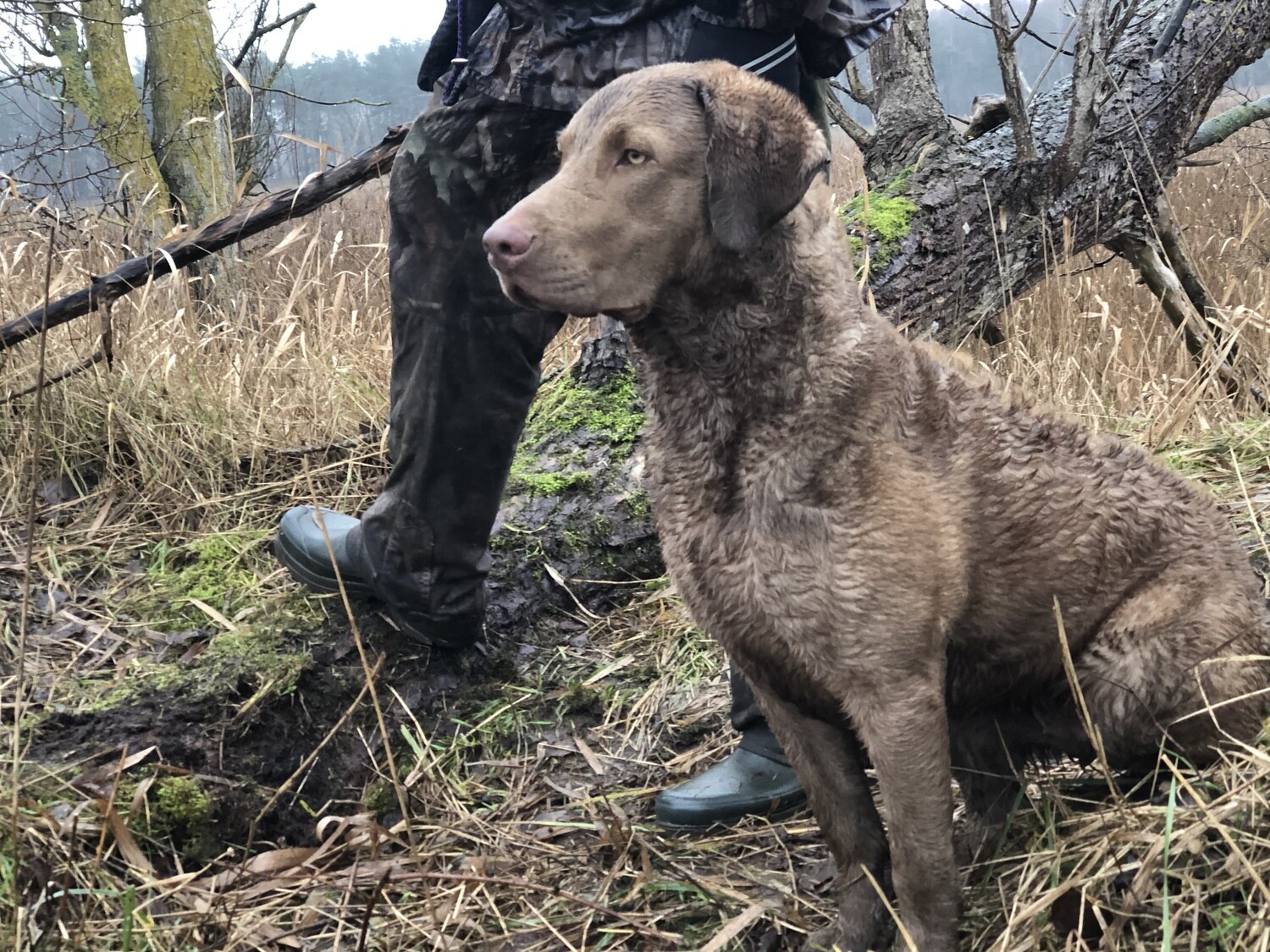 HUNDKURSER MarCi