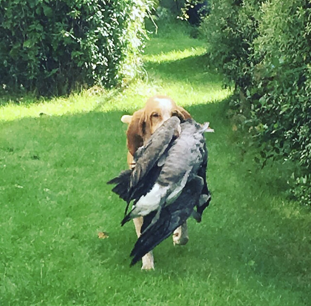 HUNDKURSER MarCi