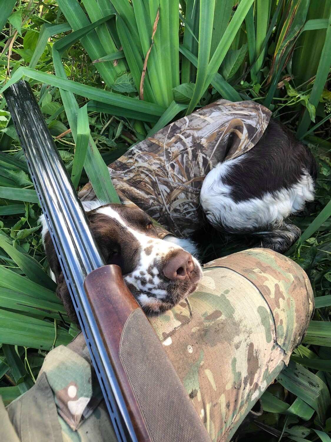 HUNDKURSER MarCi