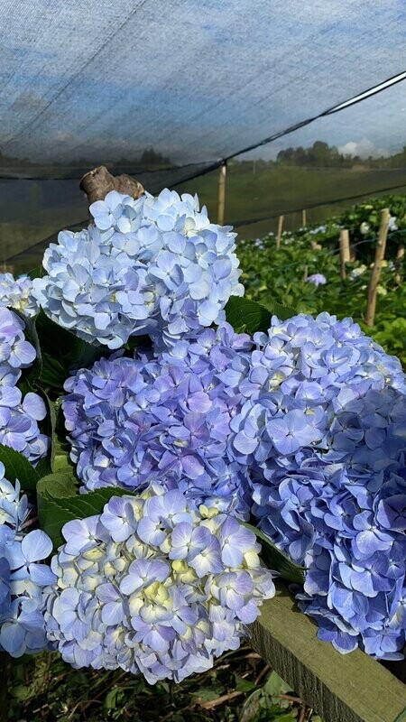 Light Blue Hydrangea 50 stems