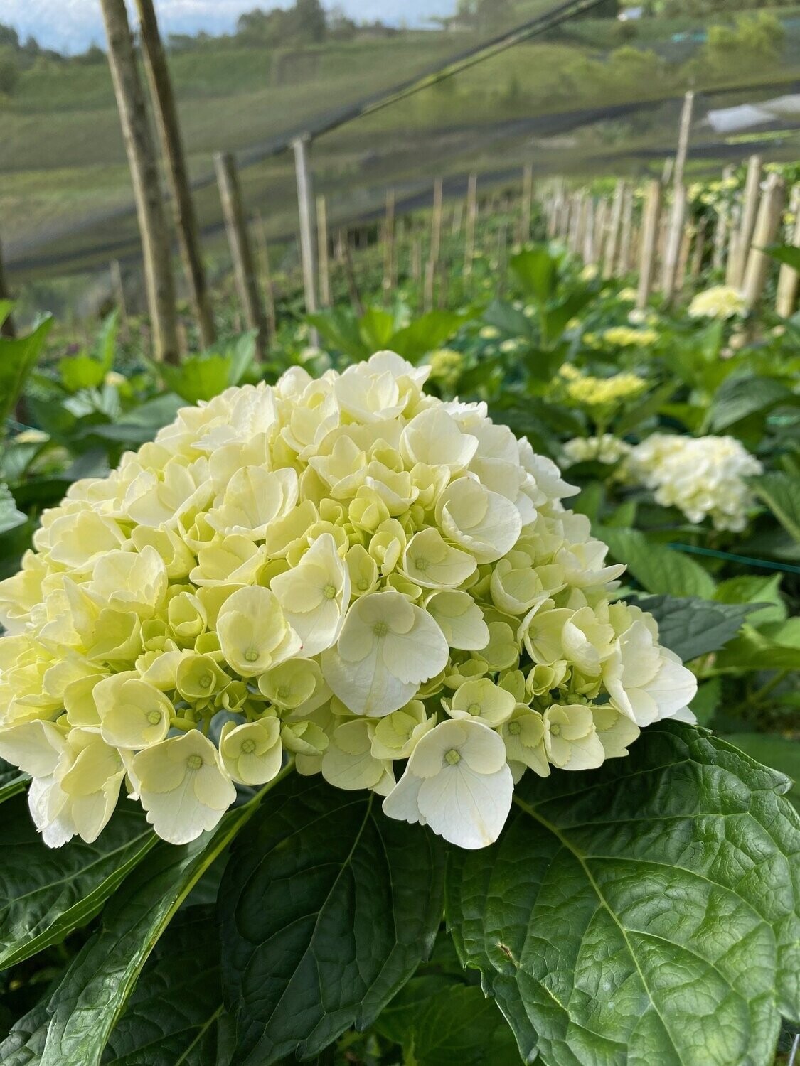 White Hydrangea 50 stems
