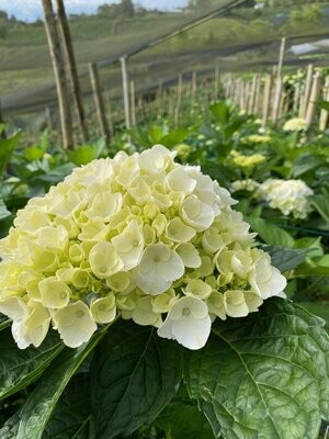 White Hydrangea 50 stems