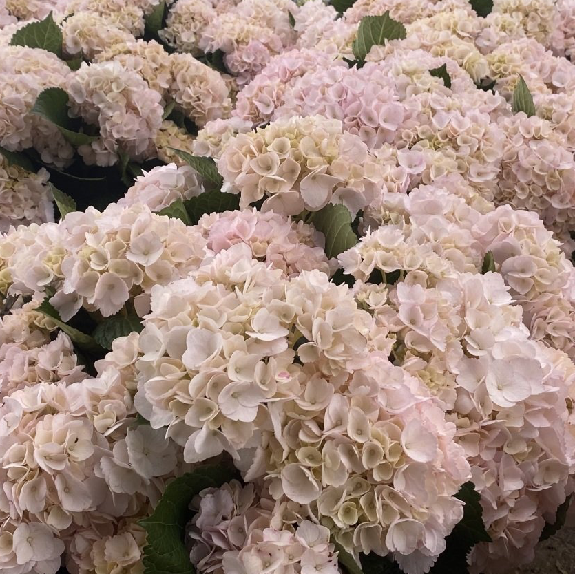 Pink Hydrangea (Tinted) 50 stems