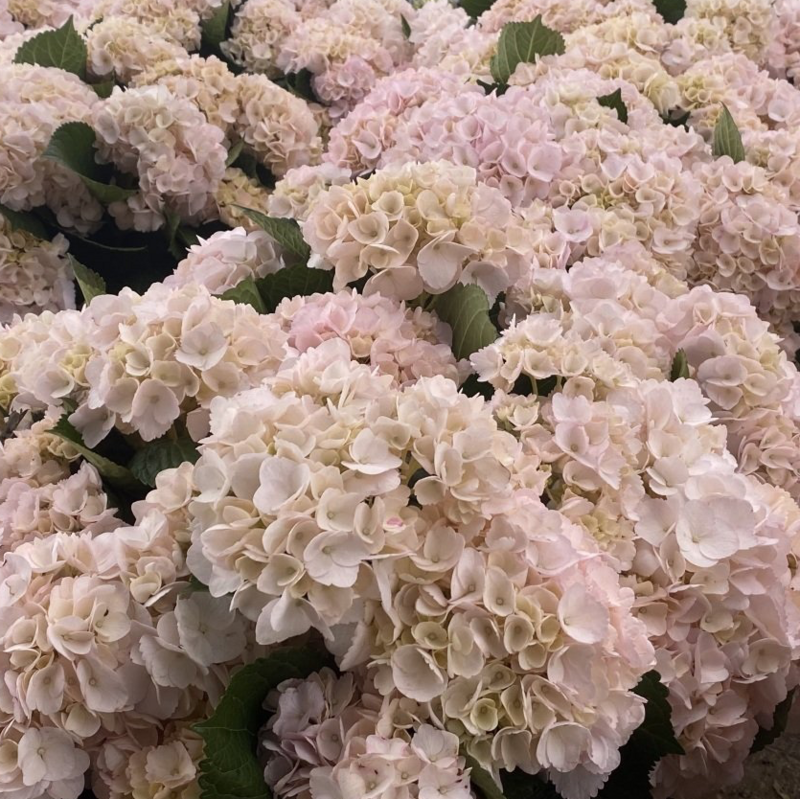 Pink Hydrangea (Tinted) 50 stems