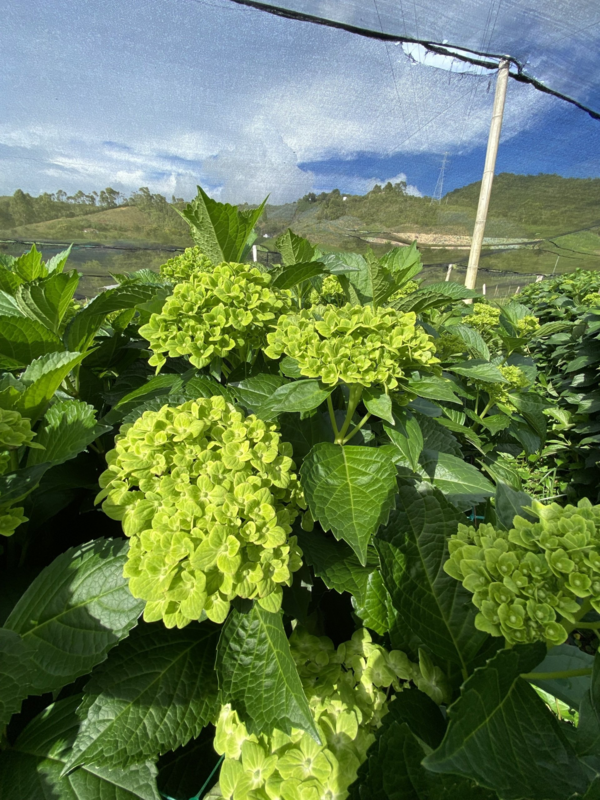 Green Hydrangea 50 stems