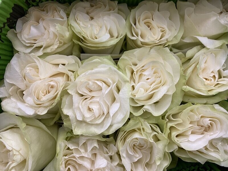 Blush Roses 100 stems