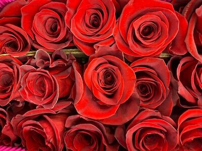 Red Roses 100 stems