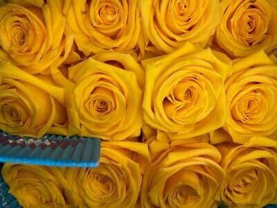Yellow Rose 100 stems