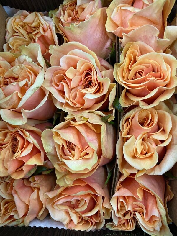 Peach Roses 100 stems