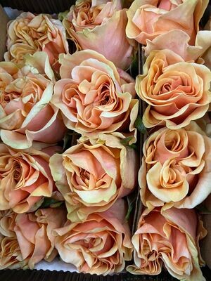 Peach Roses 100 stems