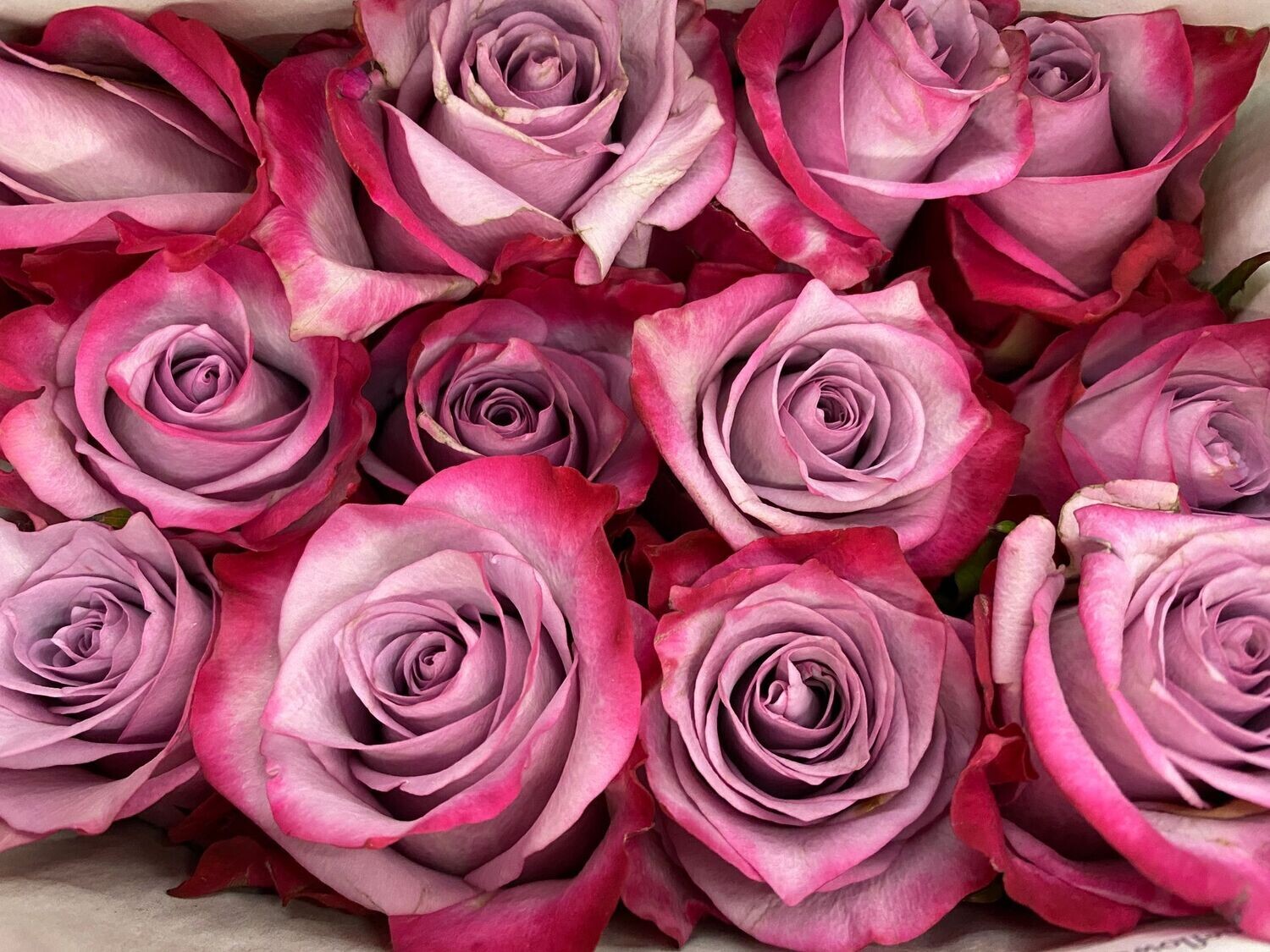 Lavender Roses 100 stems