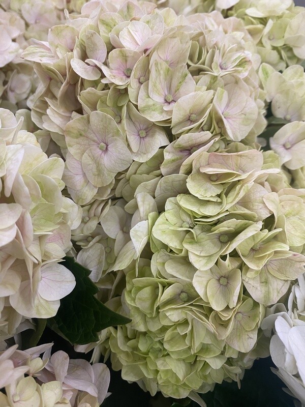 Antique Hydrangea (tinted) 50 stems