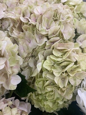 Antique Hydrangea (tinted) 50 stems