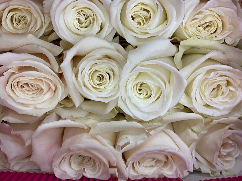 White Roses 100 stems
